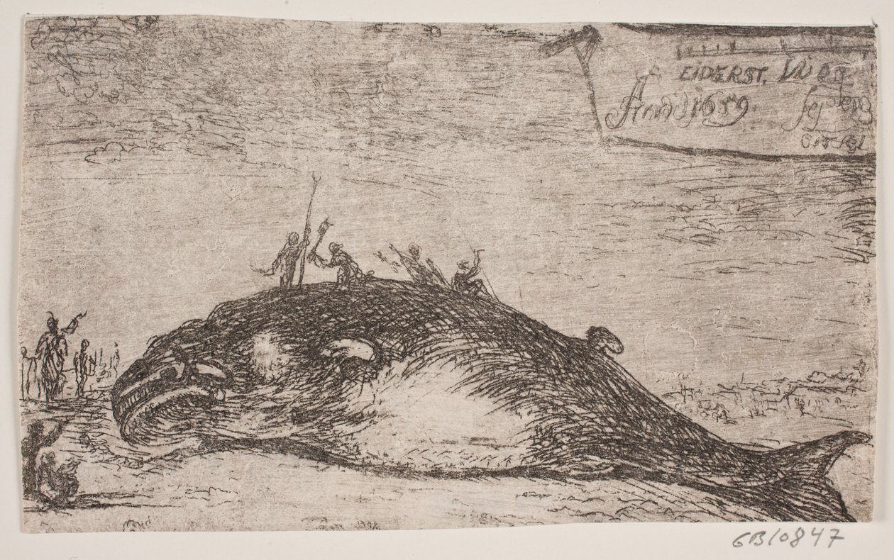 Een walvis gestrand bij Eiderstedt door Jürgen Ovens