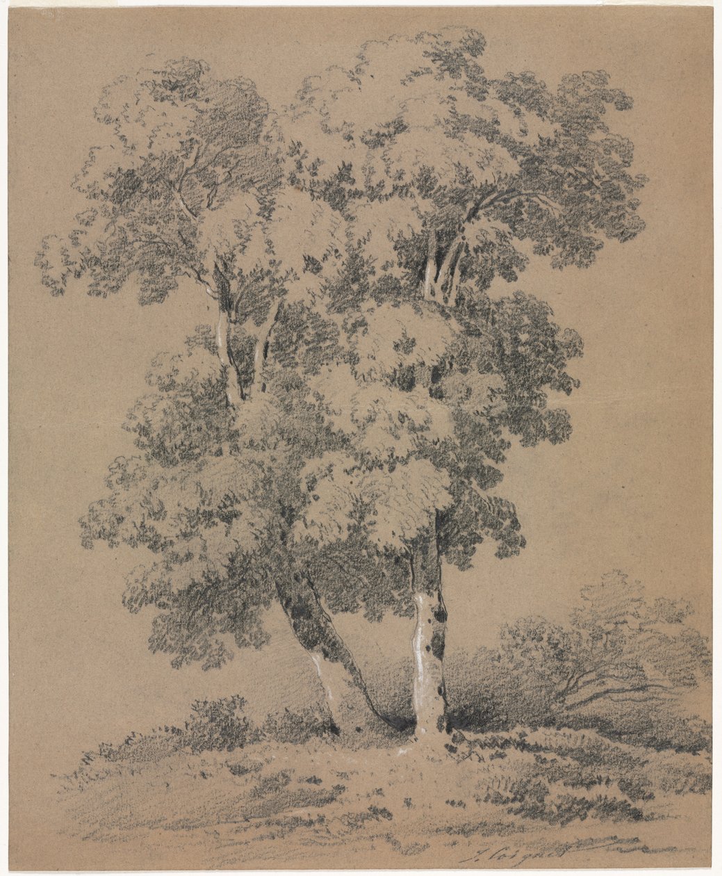Boomstudie door Jules Coignet