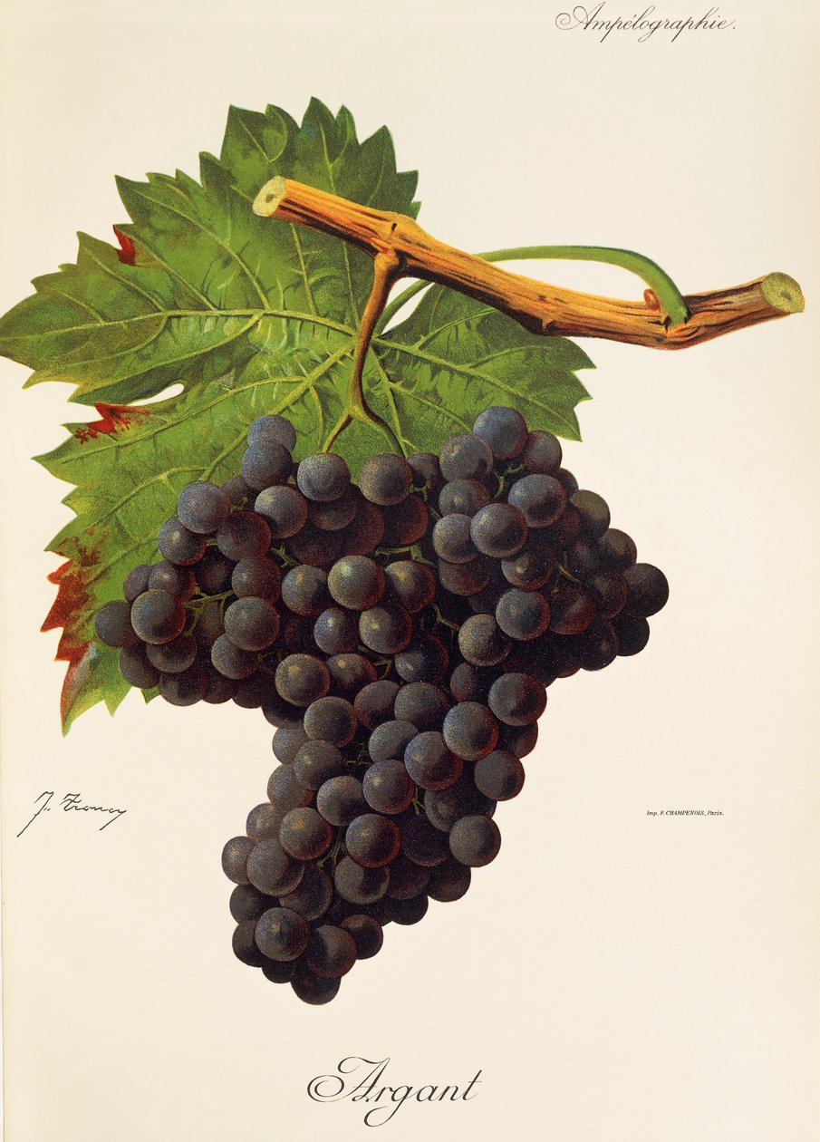 Argant-druif door Jules Troncy