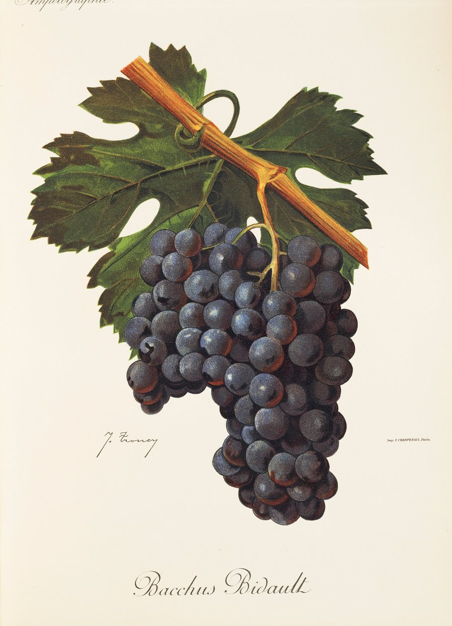 Bacchus Bidault druif door Jules Troncy