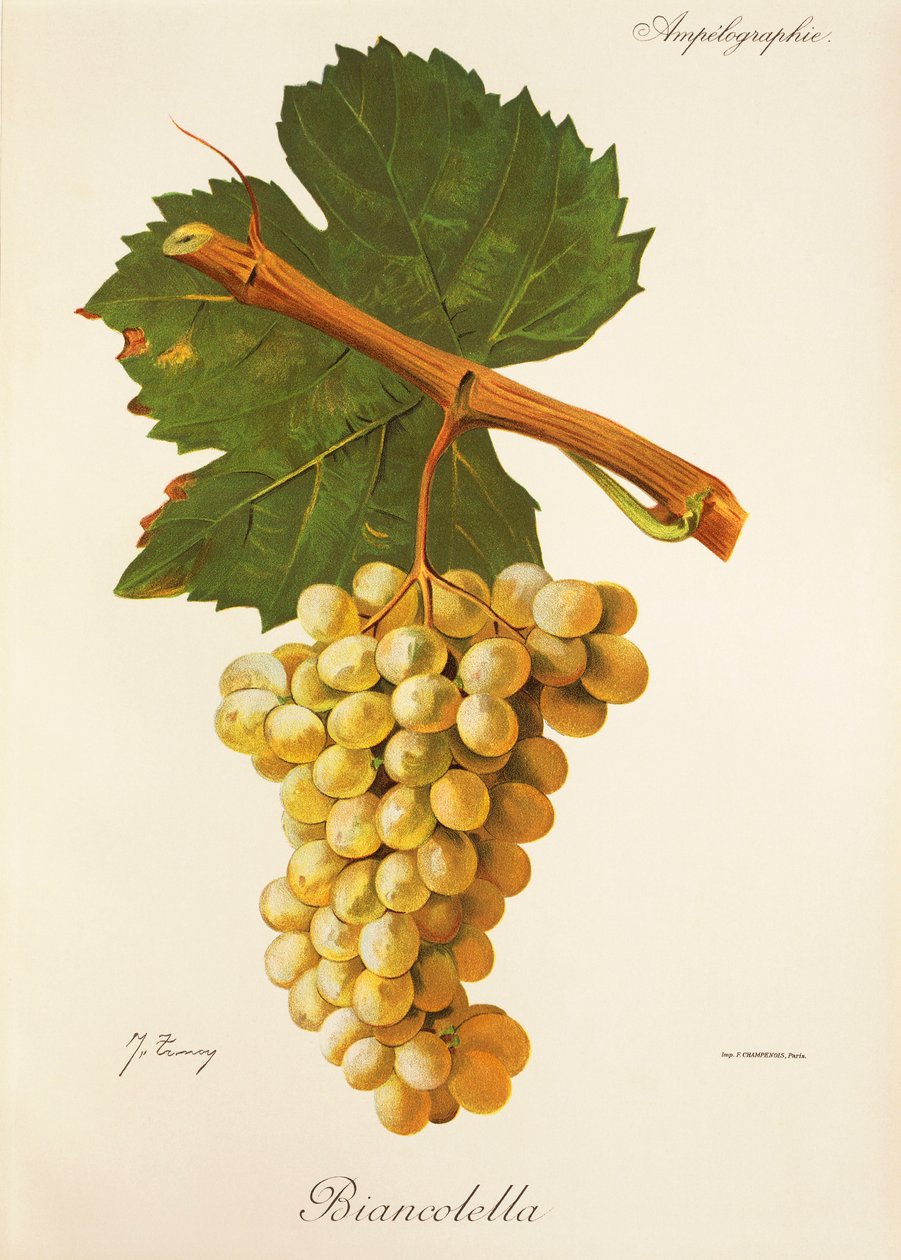 Biancolella druif door Jules Troncy