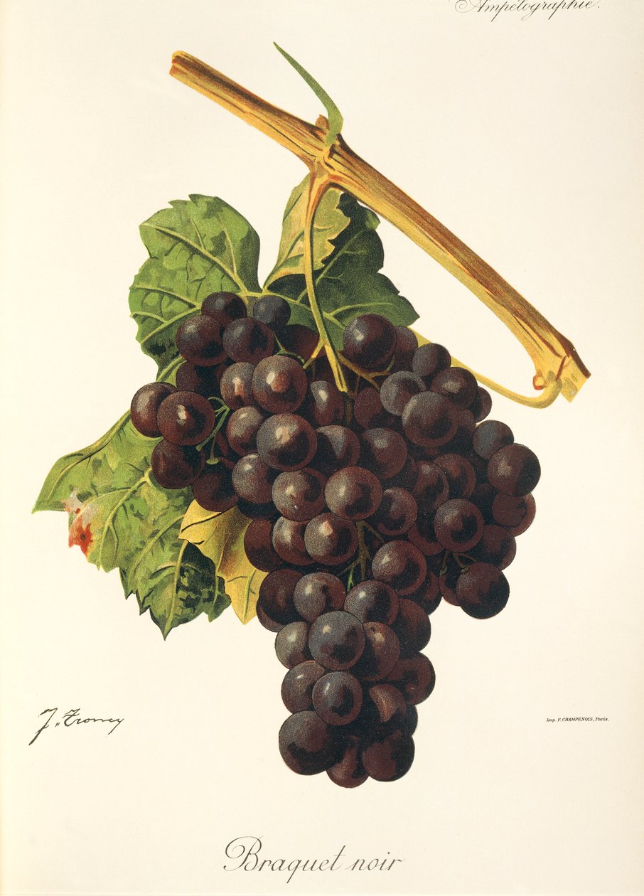 Braquet Noir-druif door Jules Troncy