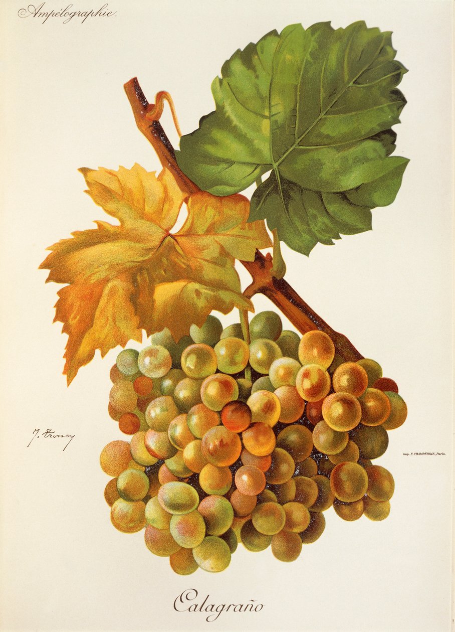 Calagrano-druif door J. Troncy door Jules Troncy