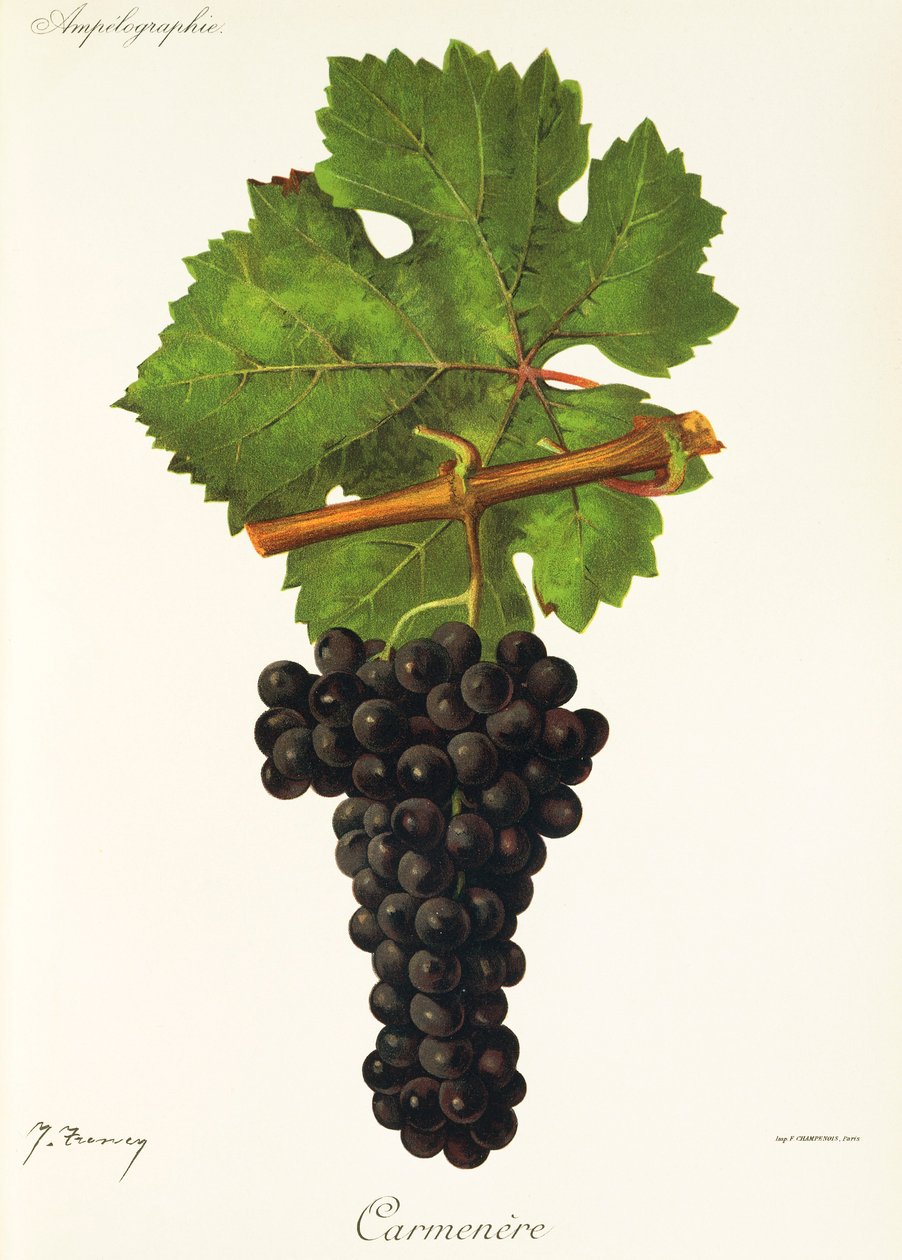 Carmenere door Jules Troncy