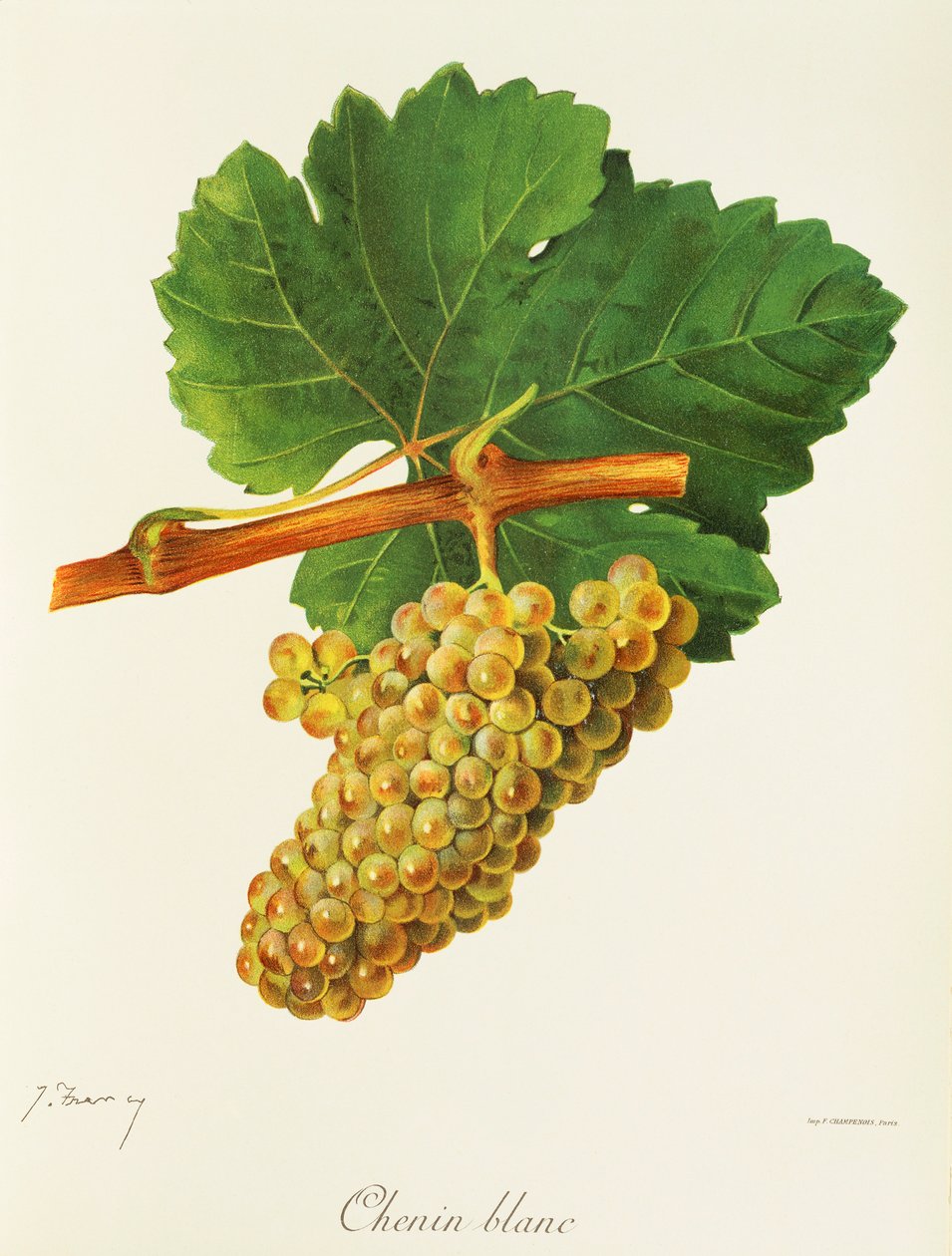 Chenin Blanc druif door Jules Troncy