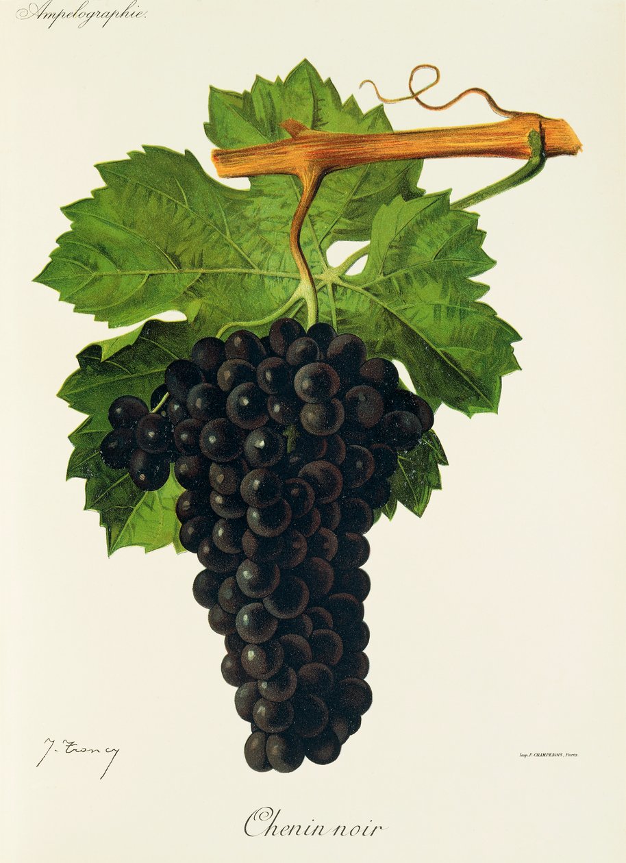 Chenin Noir druif door Jules Troncy
