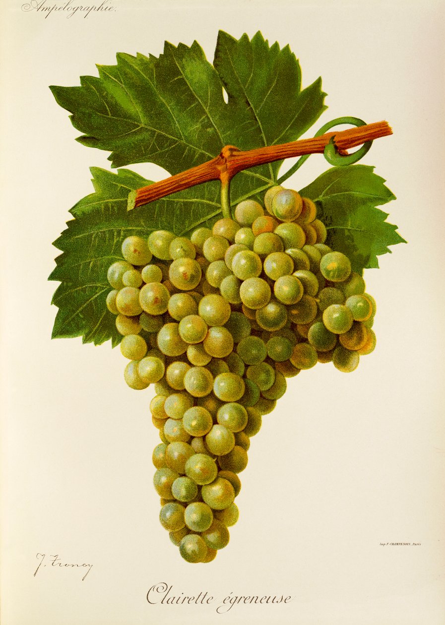 Clairette Egreneuse druif door Jules Troncy