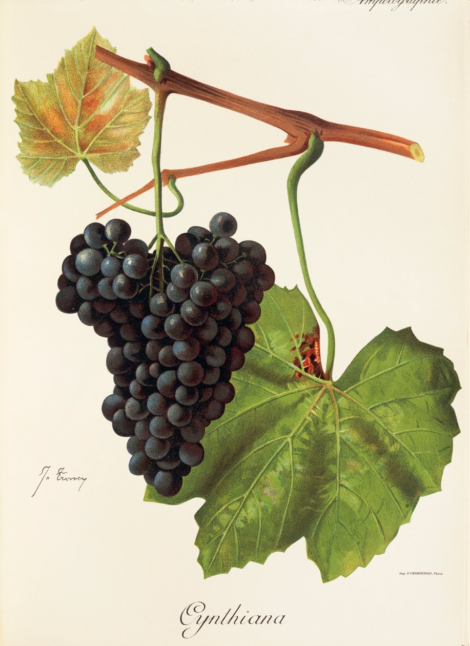 Cynthiana-druif door J. Troncy door Jules Troncy