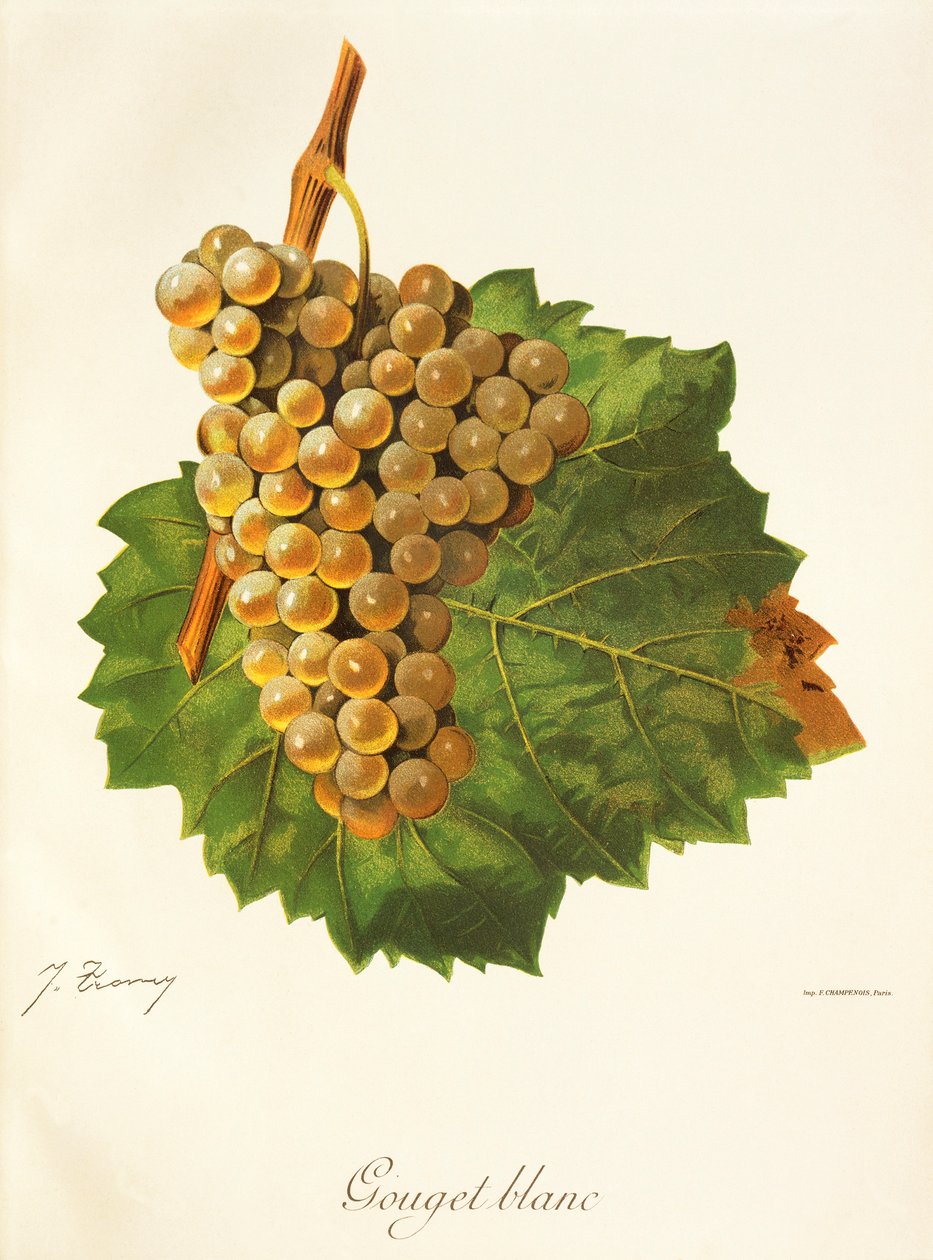 Gouget Blanc druif door Jules Troncy