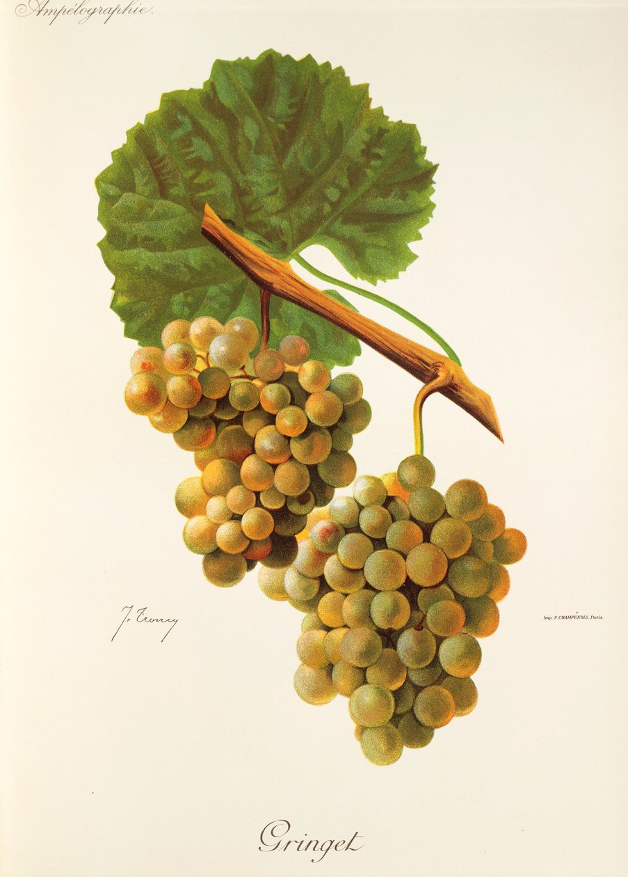 Gringet-druif door J. Troncy door Jules Troncy