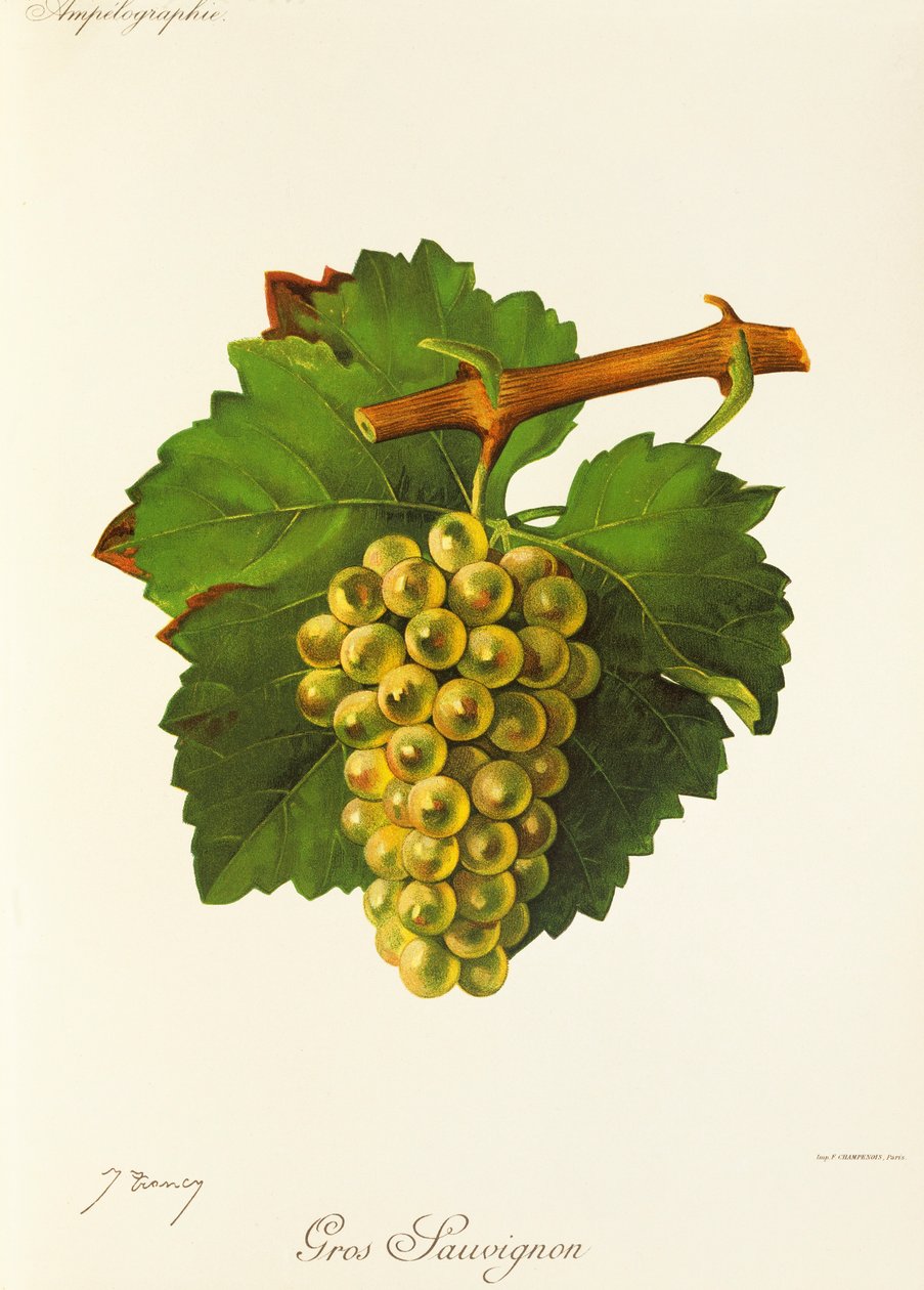 Gros Sauvignon door Jules Troncy