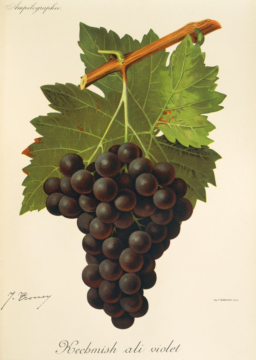 Kechmish Ali Violet-druif door J. Troncy door Jules Troncy