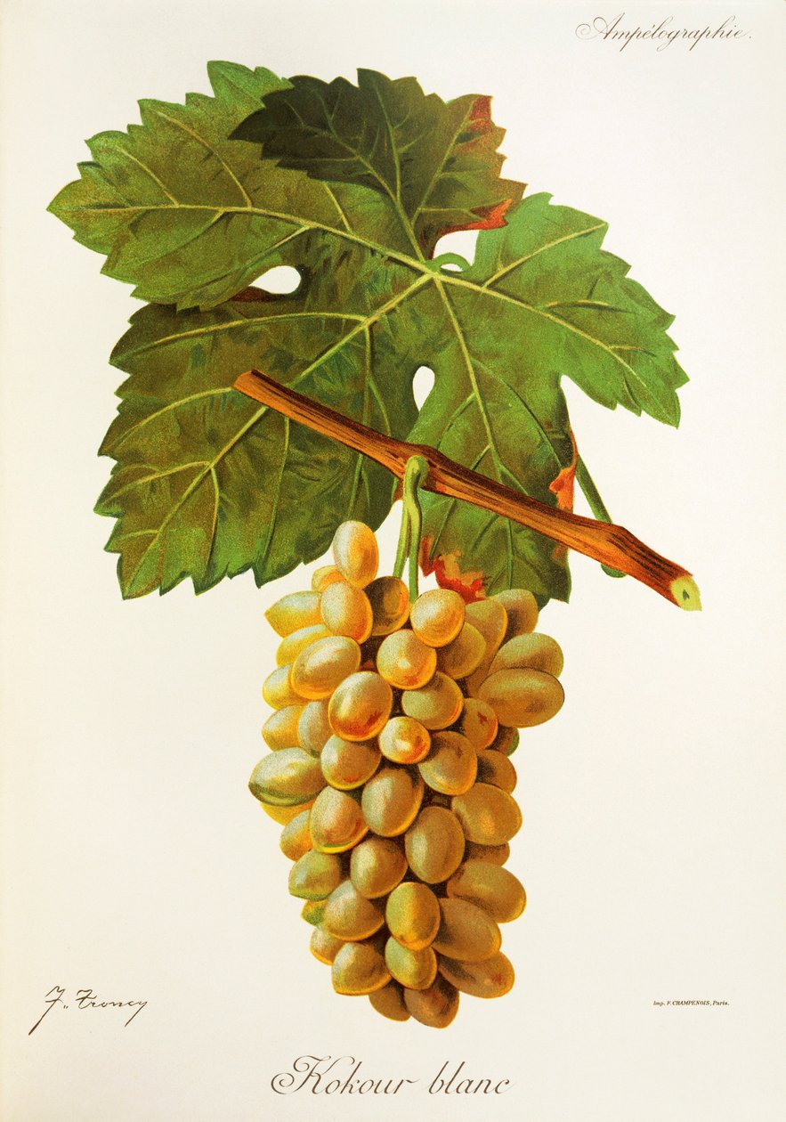 Kokour Blanc druif door Jules Troncy