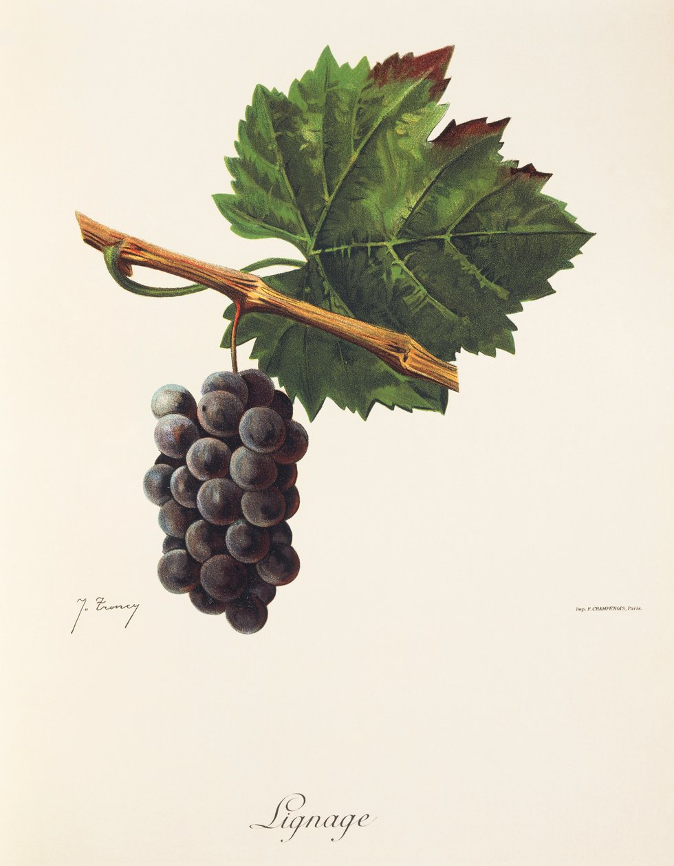Lignage druif door Jules Troncy