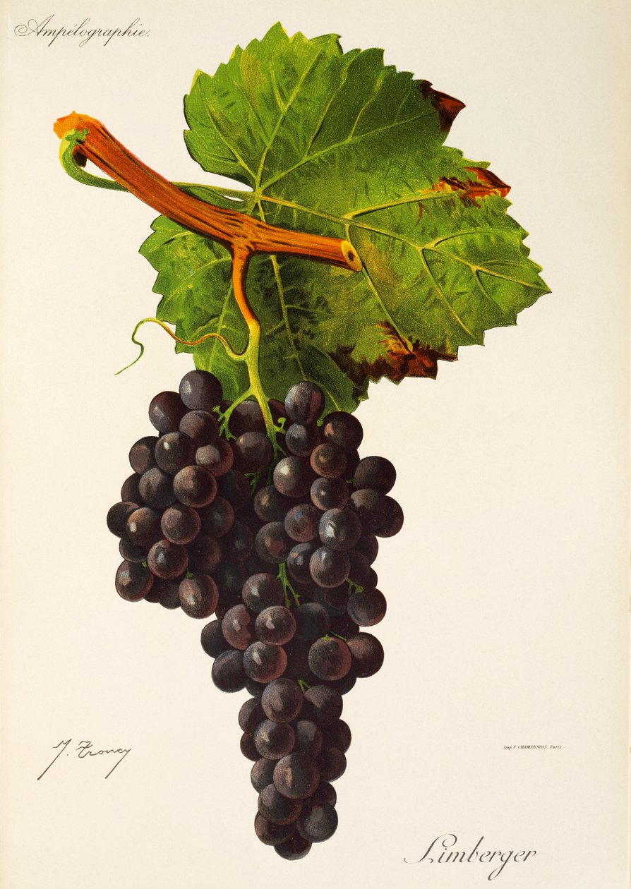Limberger-druif door J. Troncy door Jules Troncy