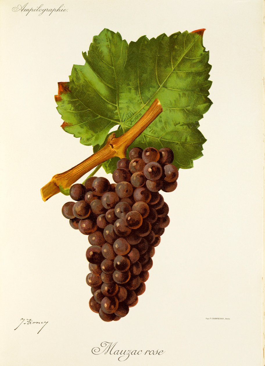 Mauzac Rose druif door Jules Troncy