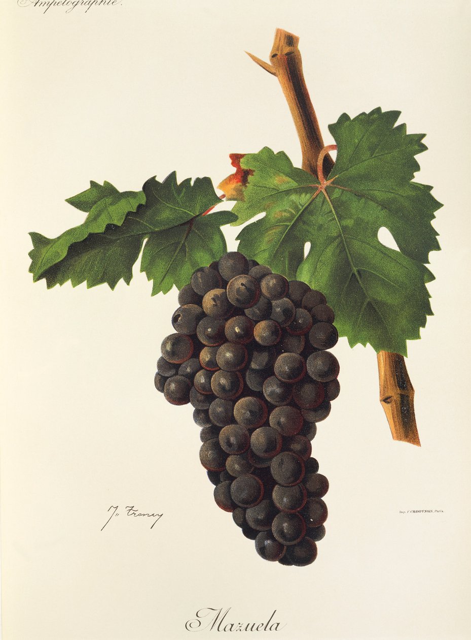 Mazuela druif door Jules Troncy