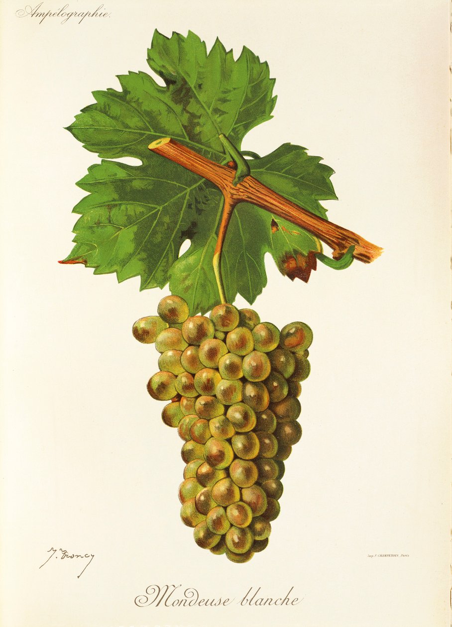 Mondeuse Blanche door Jules Troncy