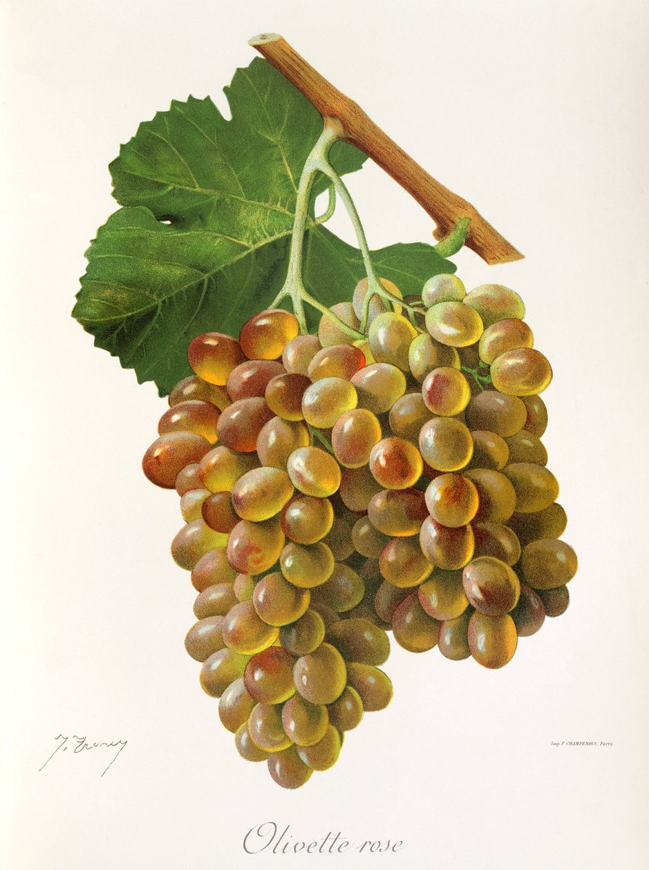 Olivette Rose druif door Jules Troncy