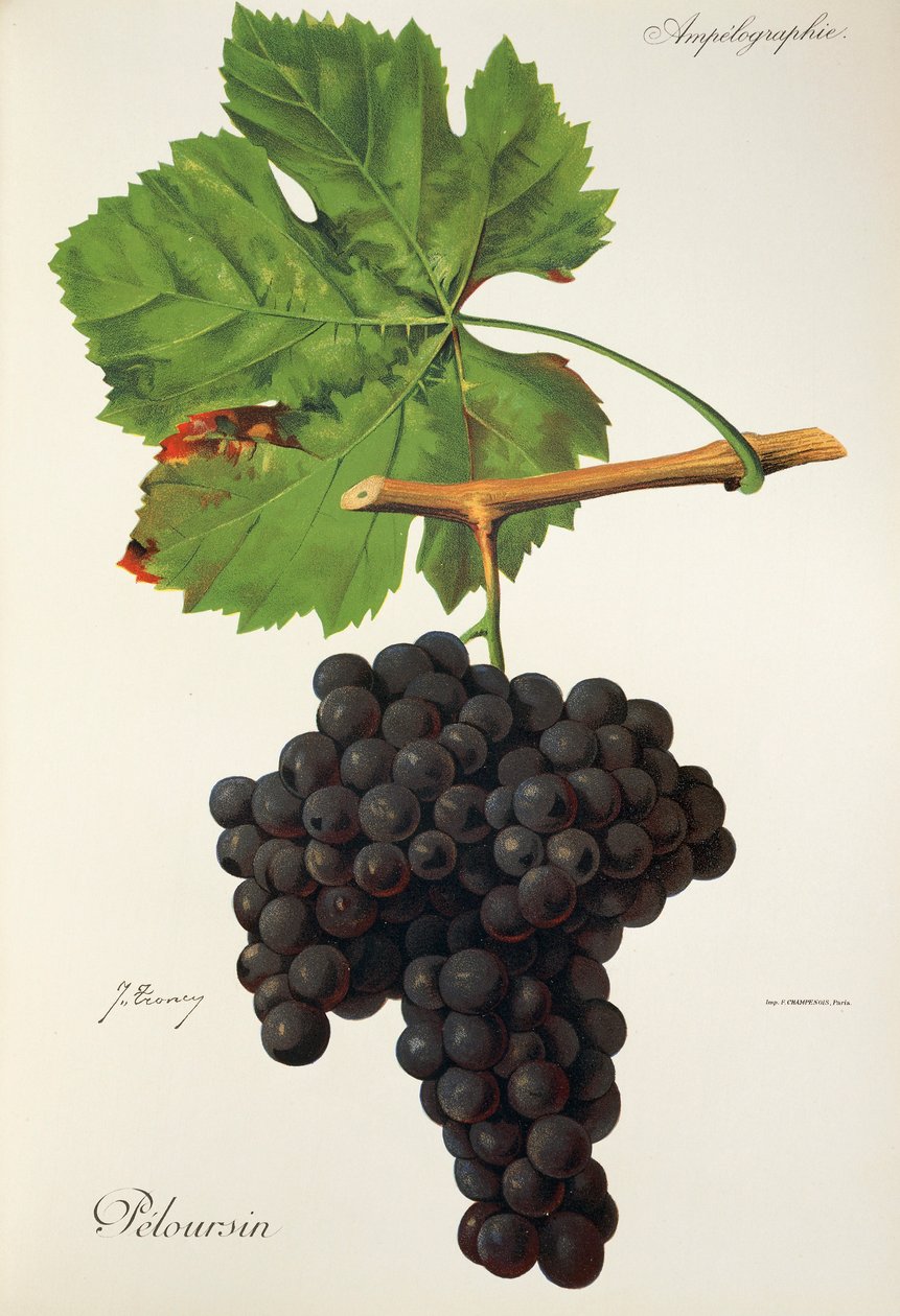 Peloursin druif door J. Troncy door Jules Troncy
