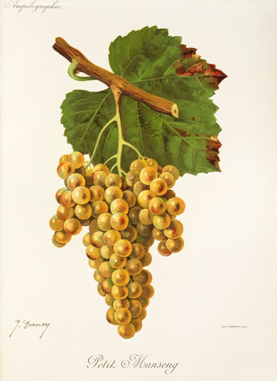 Petit Manseng druif door Jules Troncy