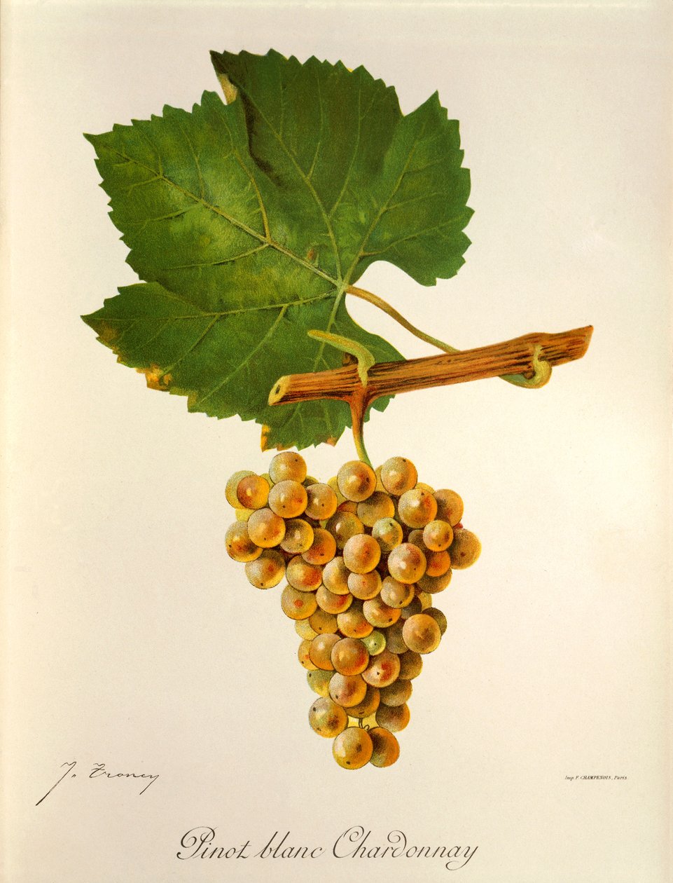 Pinot Blanc Chardonnay druif door Jules Troncy