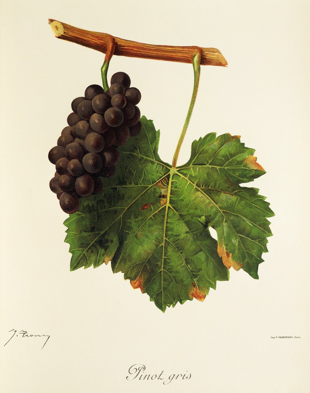 Pinot Gris door Jules Troncy