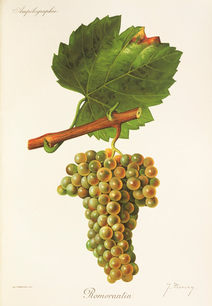 Romorantin druif door Jules Troncy