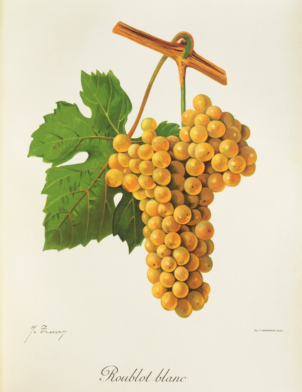 Roublot Blanc druif door Jules Troncy