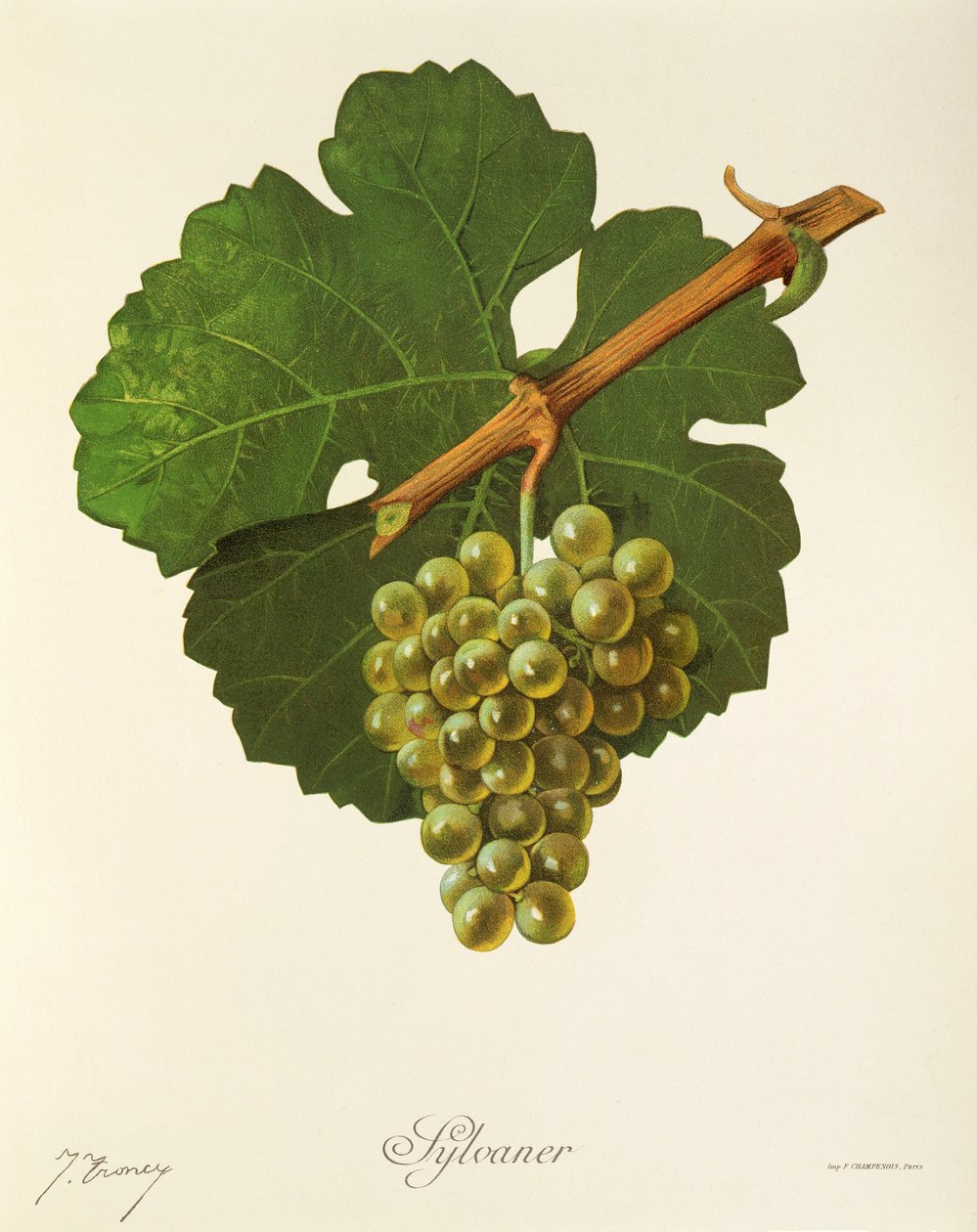 Sylvaner door Jules Troncy