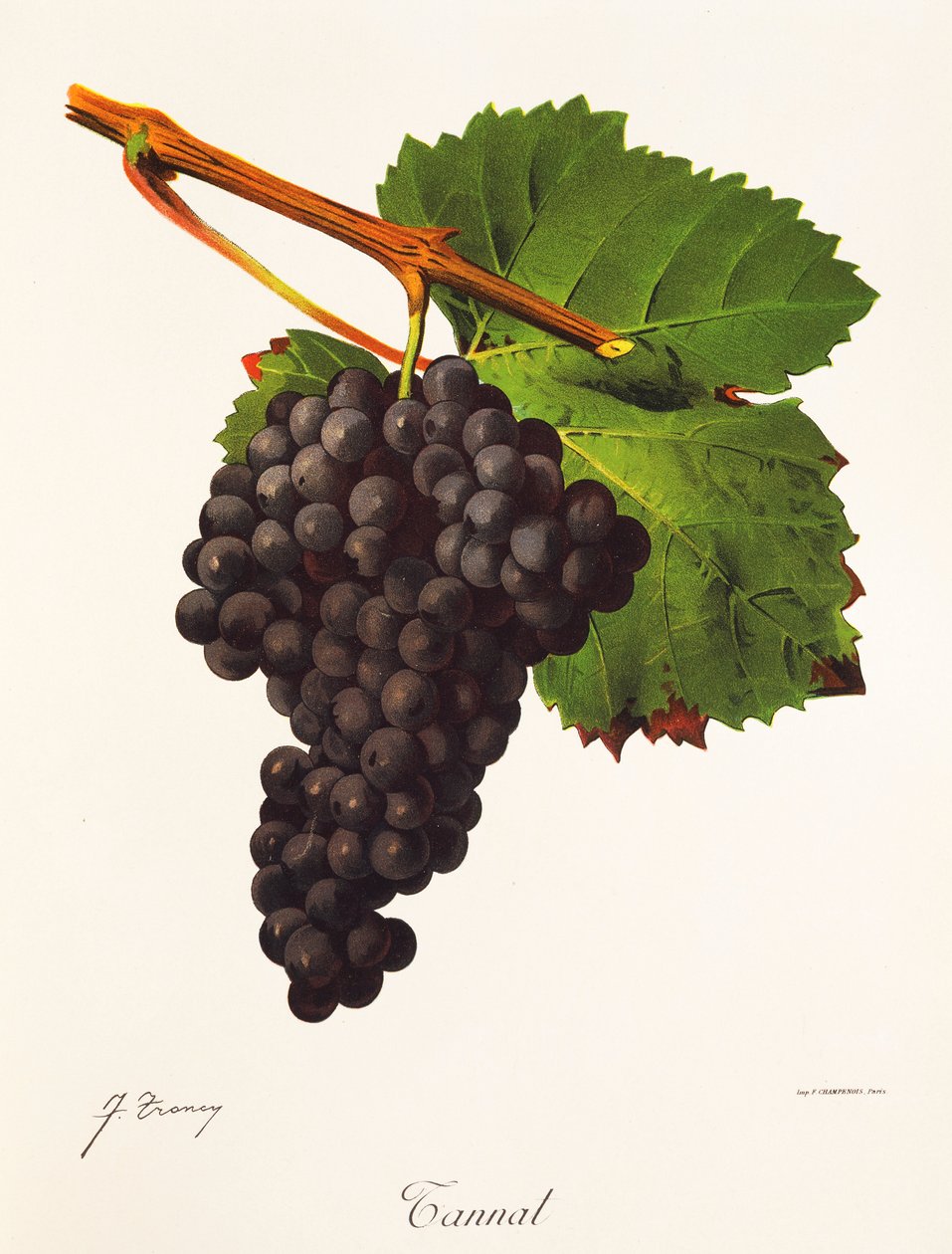 Tannat druif door Jules Troncy