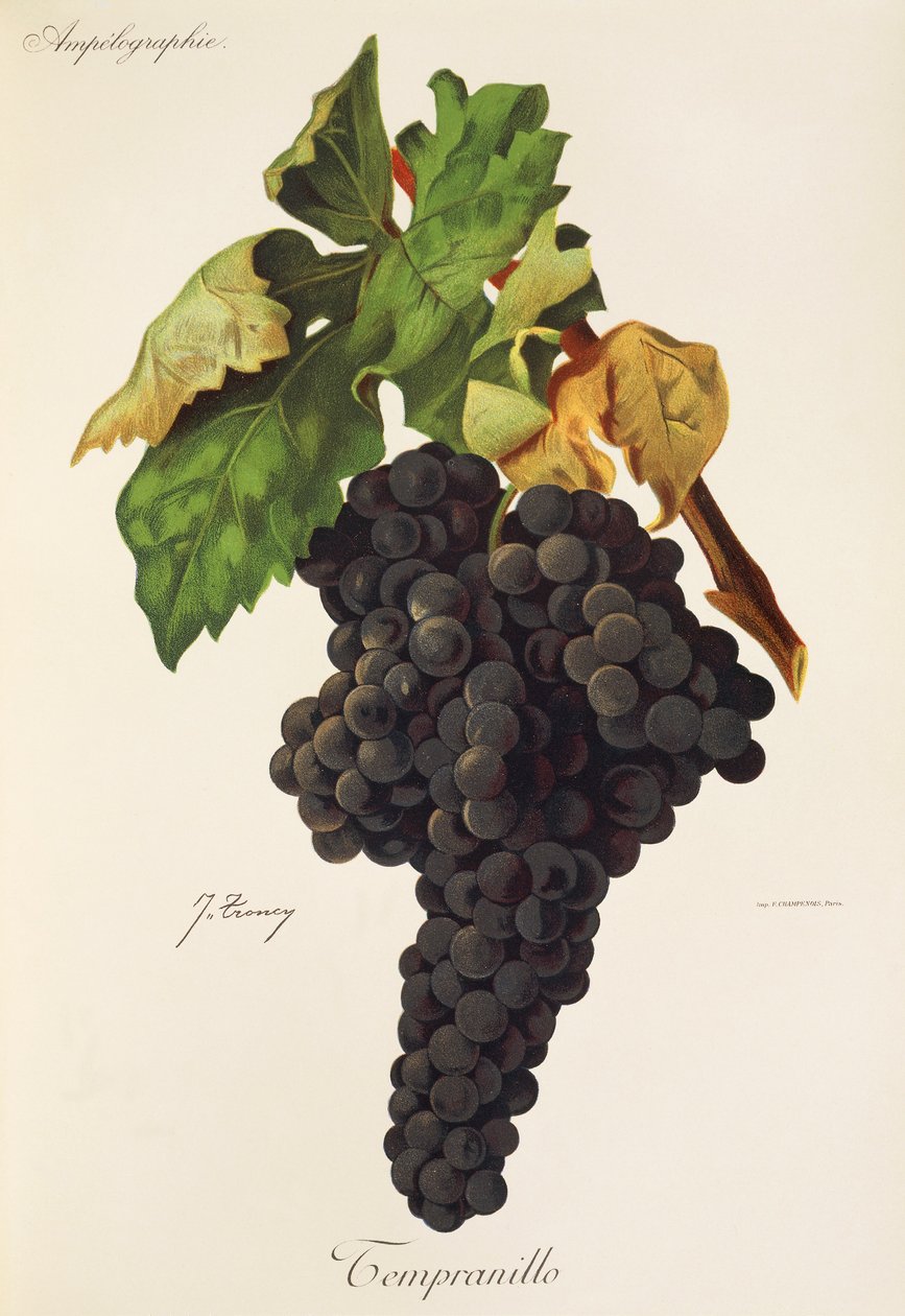 Tempranillo druif door Jules Troncy