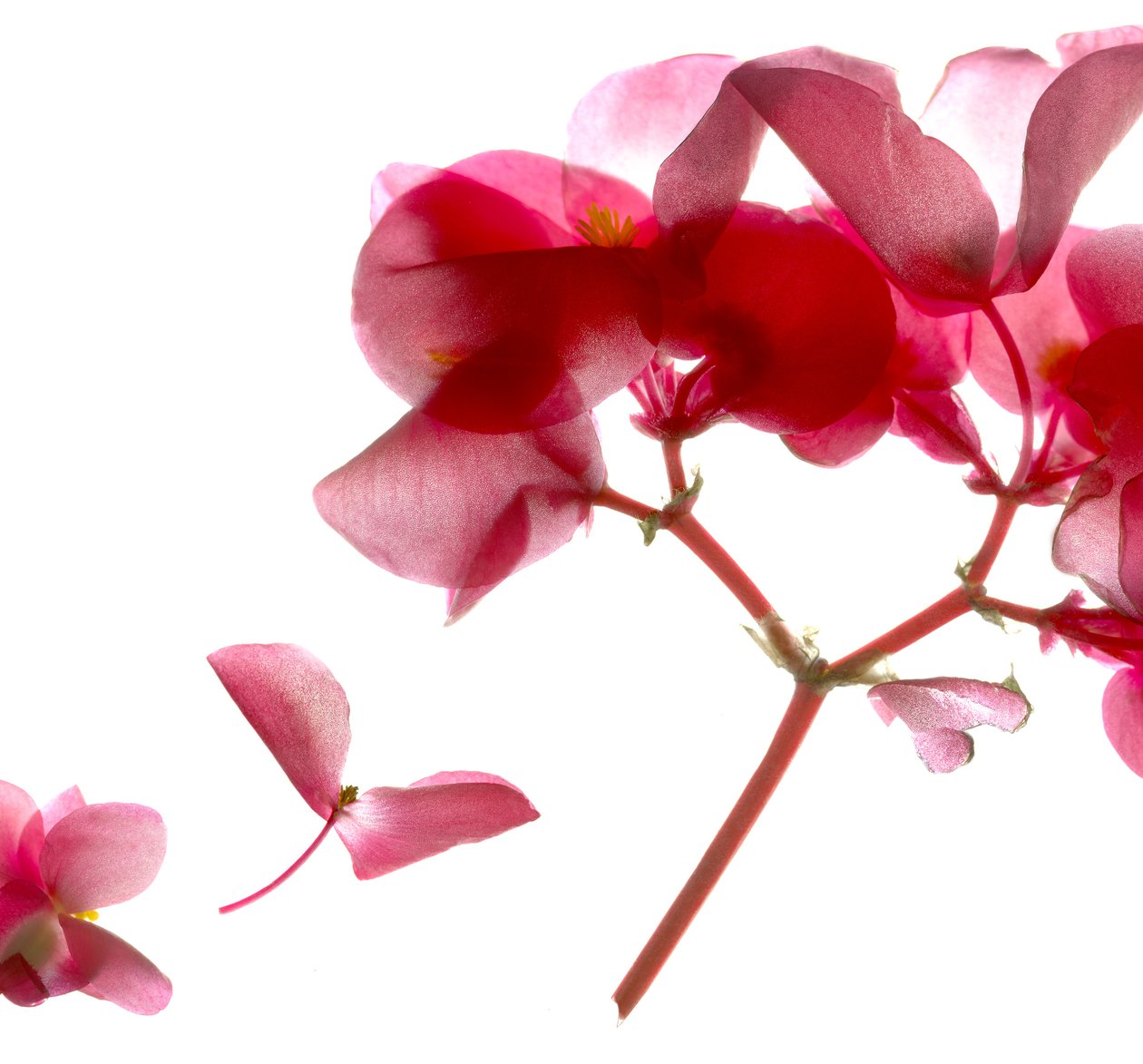 Begonia Pink VII door Julia McLemore