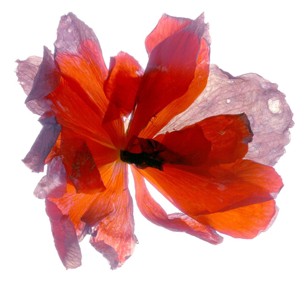 Begonia Rond door Julia McLemore