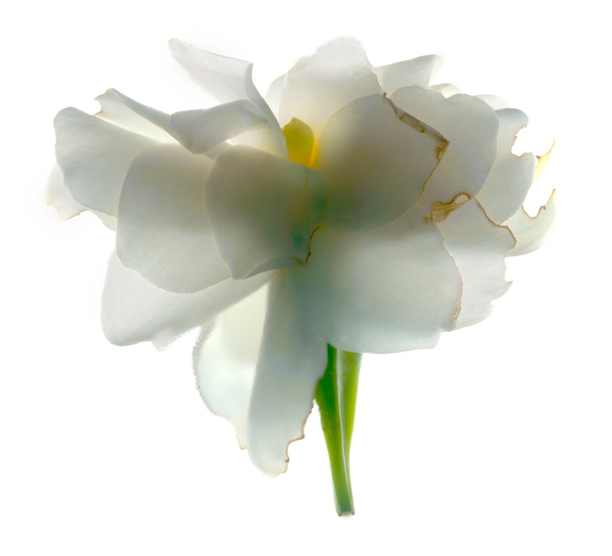Gardenia Float, 2011, (digitale fotogram, digitale originele afdruk) door Julia McLemore