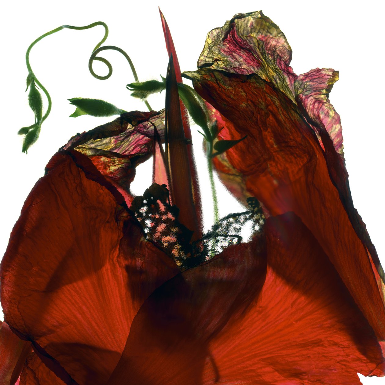 Ochtendglorie Canna Rood (digitale fotogram, digitale originele afdruk) door Julia McLemore