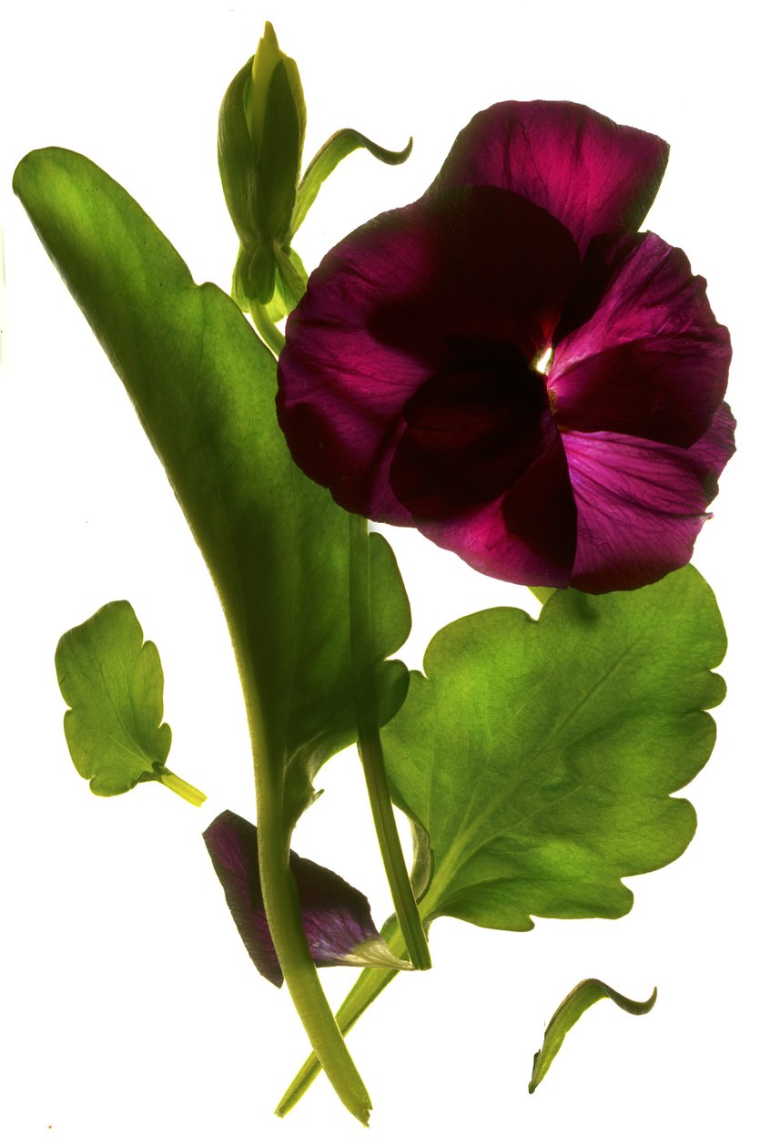 Pansy Purple, 2014 door Julia McLemore
