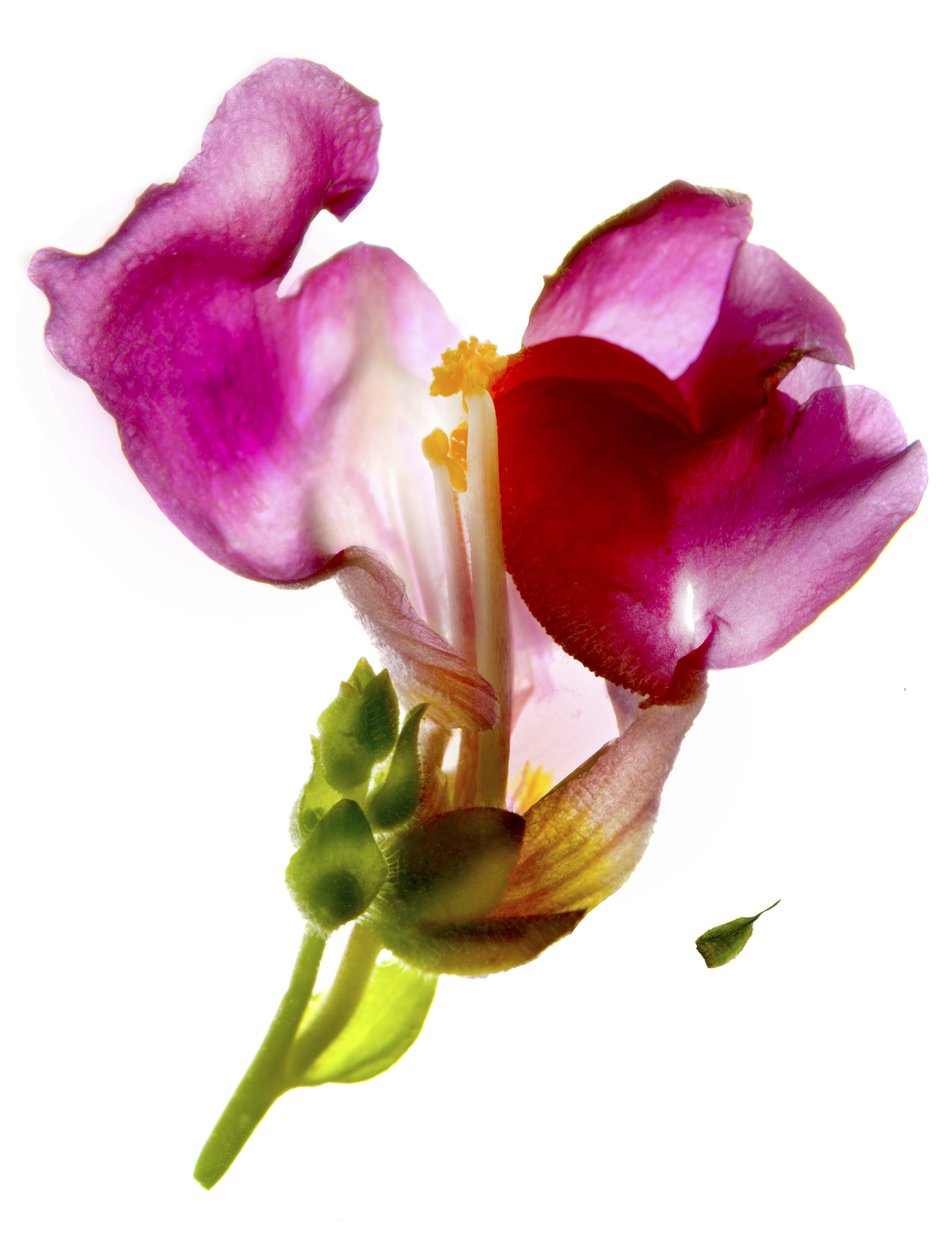Snapdragon Roze door Julia McLemore