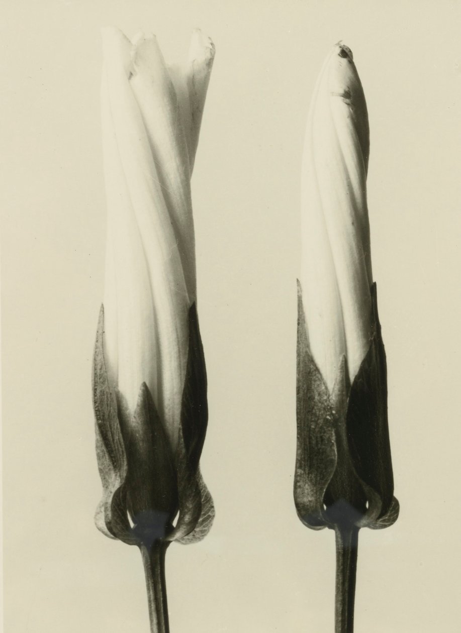 Calystegia sepium door Karl Blossfeldt