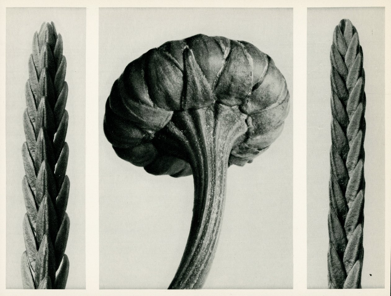 Cassiope Tetragona, 1929 door Karl Blossfeldt