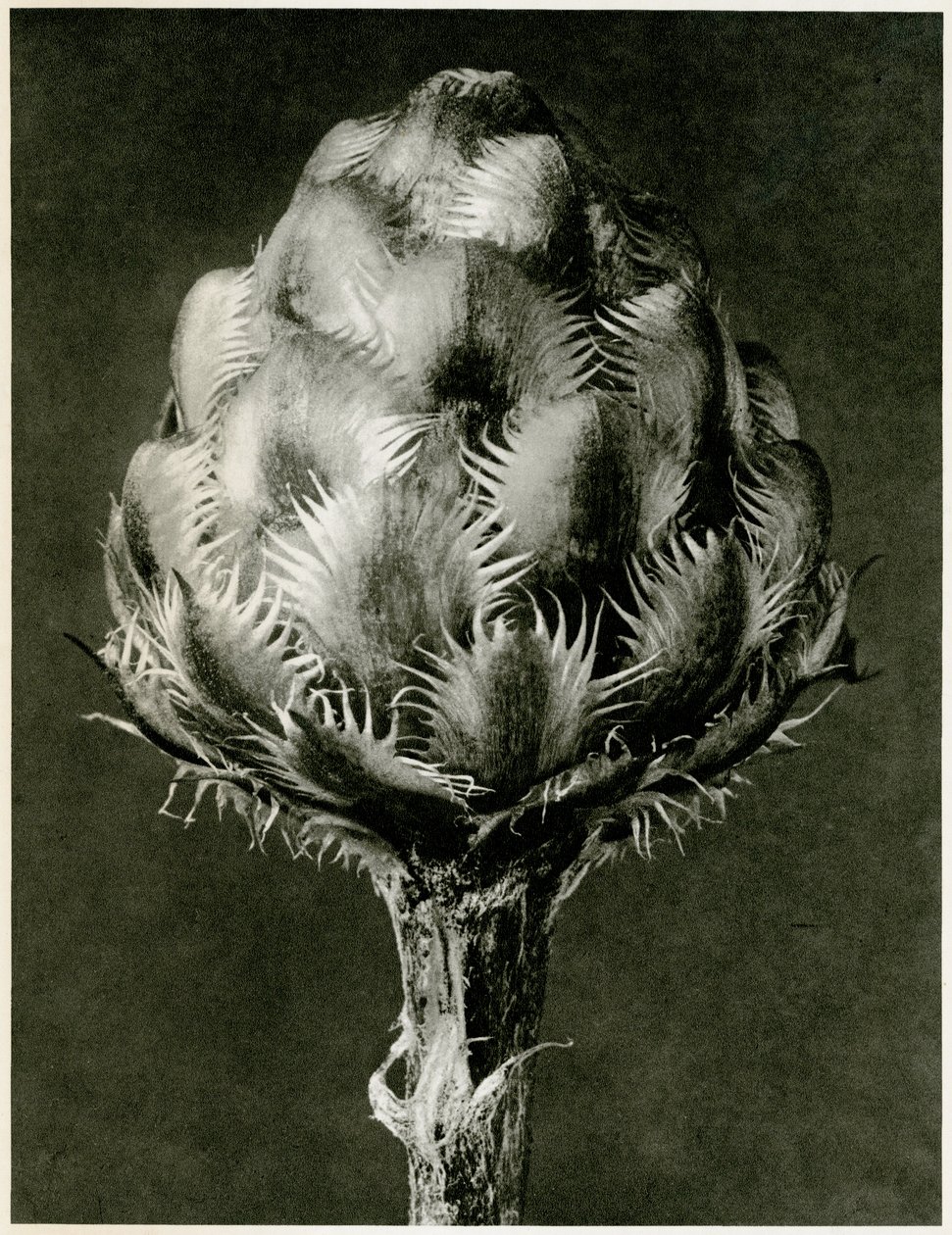 Centaurea Grecesina, 1929 door Karl Blossfeldt
