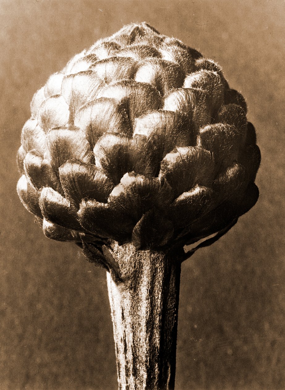 Cynara cardunculus 1929 door Karl Blossfeldt