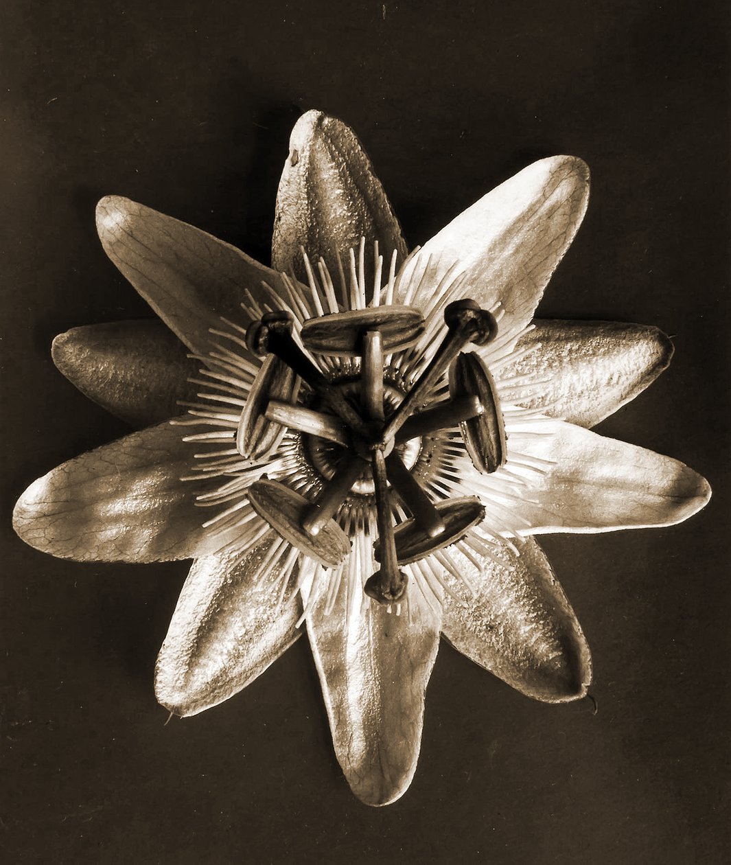 Passiflora, 1929 door Karl Blossfeldt