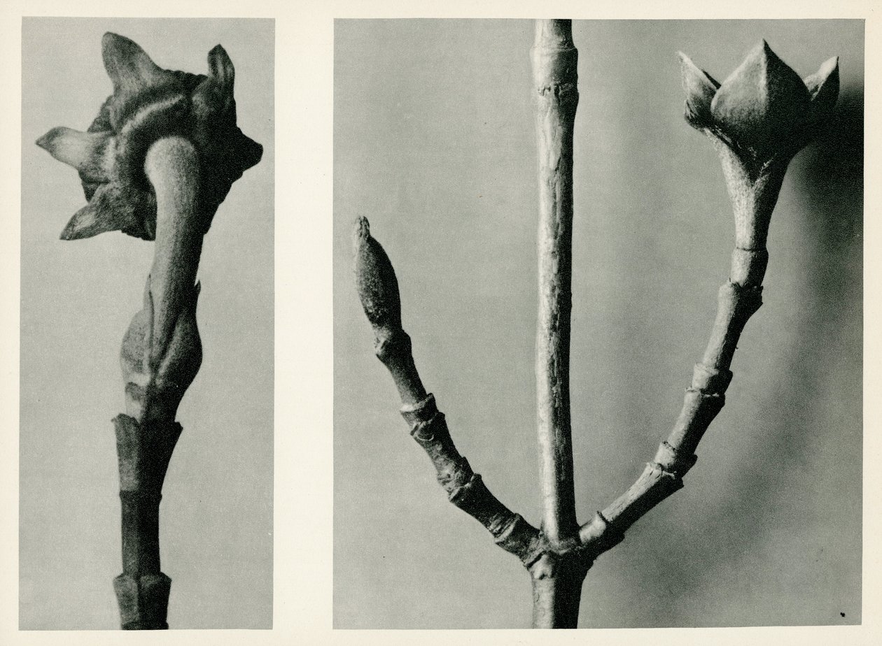 Zonder titel studie, 1929 door Karl Blossfeldt