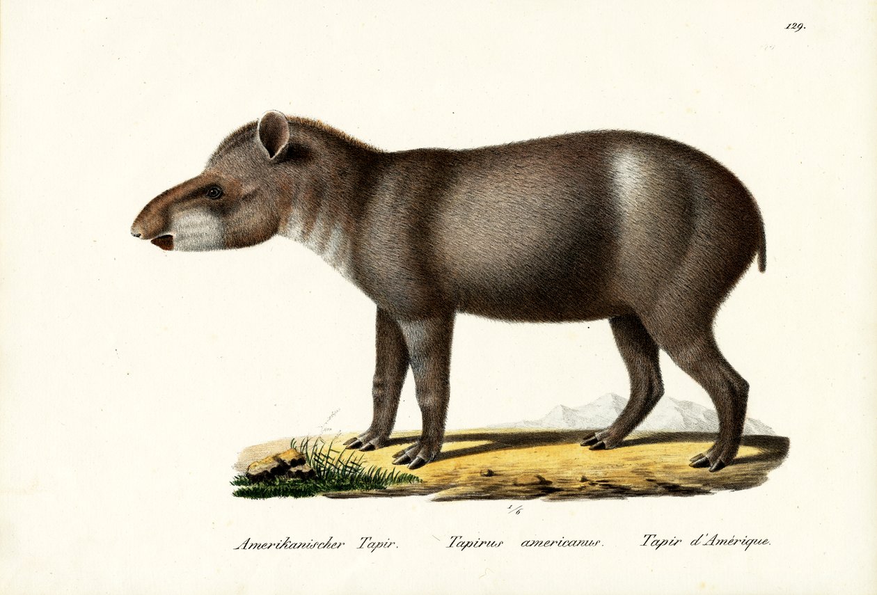 Amerikaanse Tapir, 1824 door Karl Joseph Brodtmann