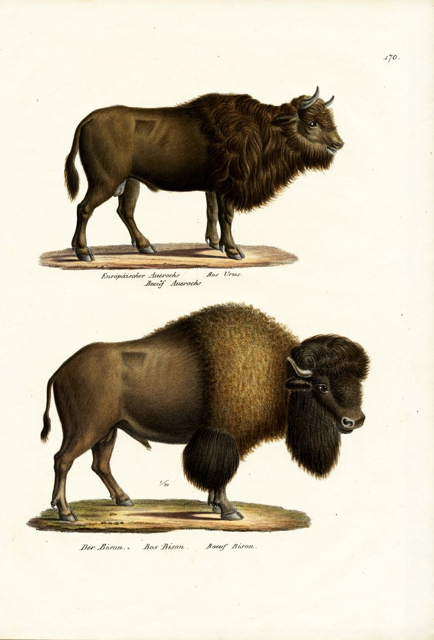 Oeros, 1824 door Karl Joseph Brodtmann