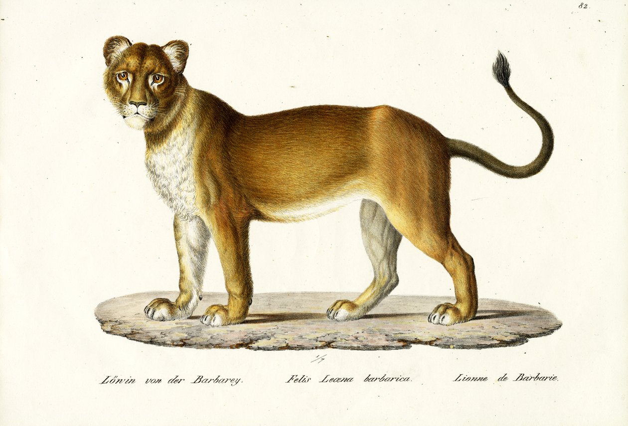 Barbarijse leeuwin, 1824 door Karl Joseph Brodtmann