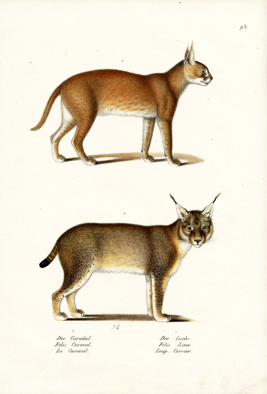 Caracal door Karl Joseph Brodtmann