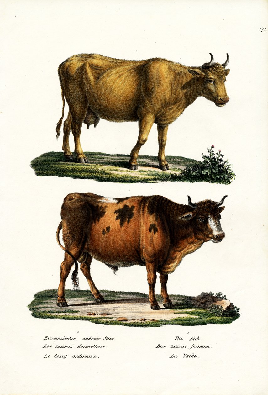 Vee, 1824 door Karl Joseph Brodtmann