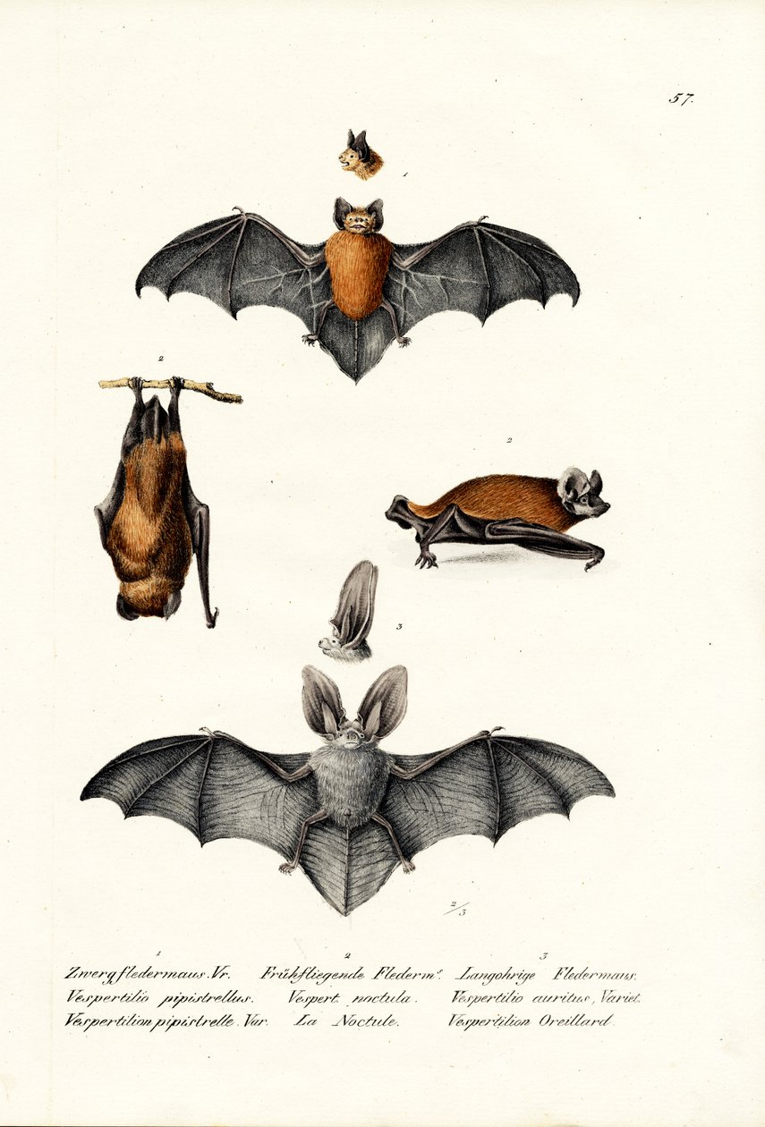 Gewone dwergvleermuis, 1824 door Karl Joseph Brodtmann